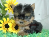 teacup yorkie